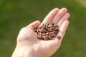 importance of seed sowing in the bible