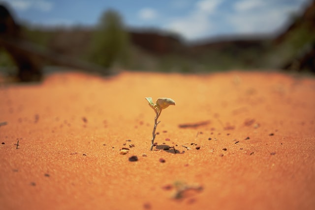 Why Do We Sow Seeds In Church image of seed growing on ground